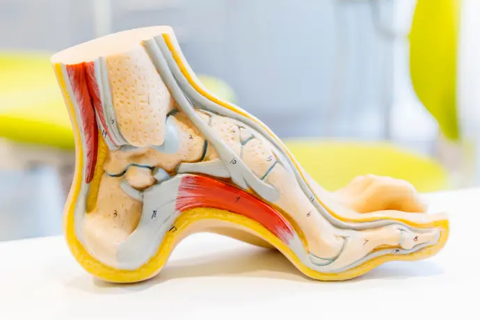deforfamtion du pied chaussures orthopediques savenay deforfamtion du pied chaussures orthopediques savenay